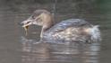 Little Grebe.jpg